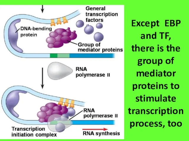 Except EBP and TF, there is the group of mediator proteins to stimulate transcription process, too