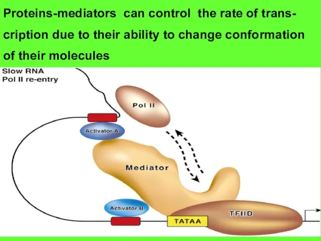 Proteins-mediators can control the rate of trans- cription due to their ability