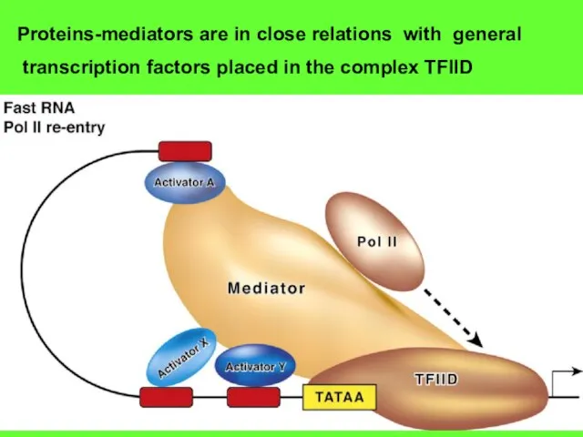 Proteins-mediators are in close relations with general transcription factors placed in the complex TFIID