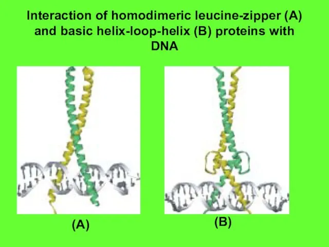 Interaction of homodimeric leucine-zipper (A) and basic helix-loop-helix (B) proteins with DNA (A) (B)