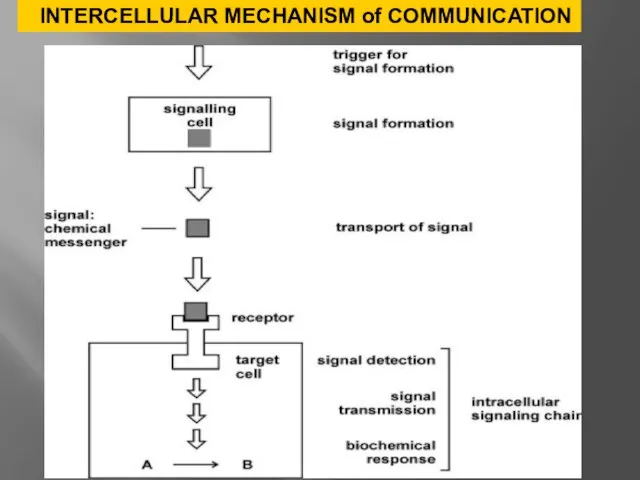 INTERCELLULAR MECHANISM of COMMUNICATION