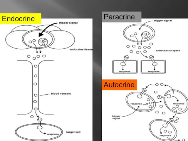 Endocrine Paracrine Autocrine