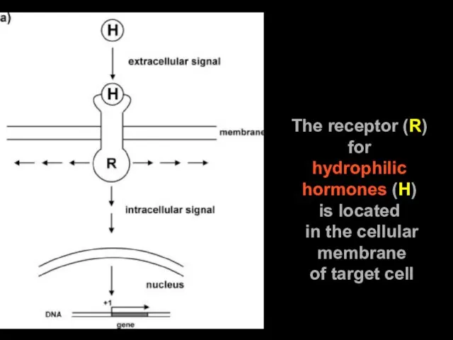 The receptor (R) for hydrophilic hormones (H) is located in the cellular membrane of target cell