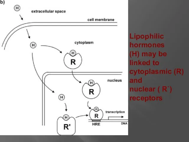 Lipophilic hormones (H) may be linked to cytoplasmic (R) and nuclear ( R`) receptors