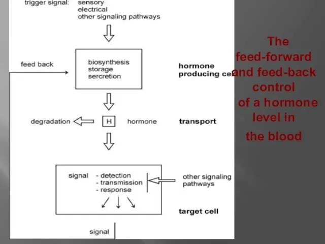 The feed-forward and feed-back control of a hormone level in the blood
