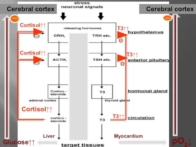 Cerebral cortex T3↑↑ Cortisol↑↑ Θ Θ Cortisol↑↑ Cortisol↑↑ T3↑↑ T3↑↑ Glucose↑↑ pO2↓
