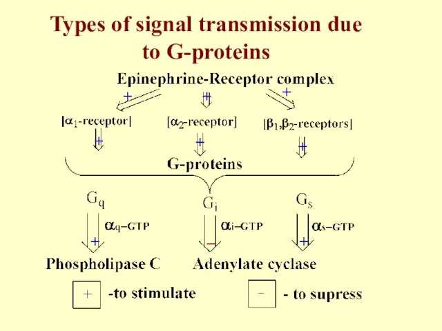 Types of signal transmission due to G-proteins