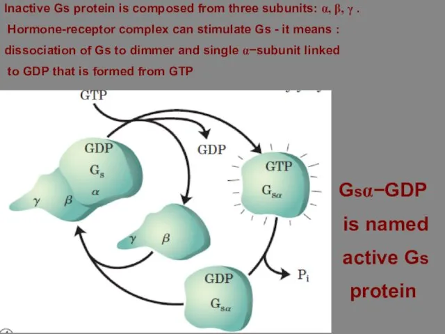 Inactive Gs protein is composed from three subunits: α, β, γ .