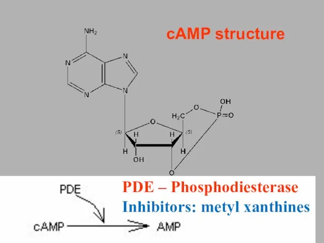 cAMP structure PDE – Phosphodiesterase Inhibitors: metyl xanthines