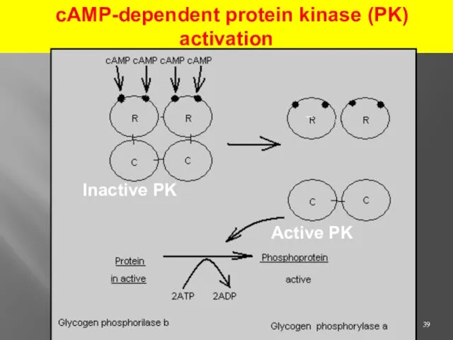 cAMP-dependent protein kinase (PK) activation Inactive PK Active PK _