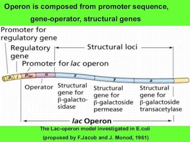 Operon is composed from promoter sequence, gene-operator, structural genes The Lac-operon model