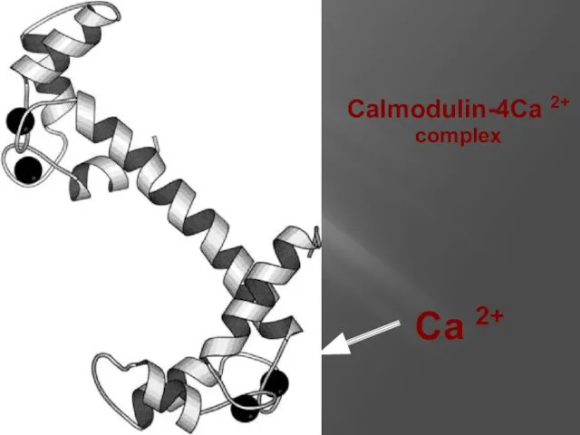 Calmodulin-4Ca 2+ complex Ca 2+