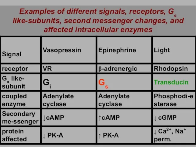 Examples of different signals, receptors, Gα like-subunits, second messenger changes, and affected intracellular enzymes