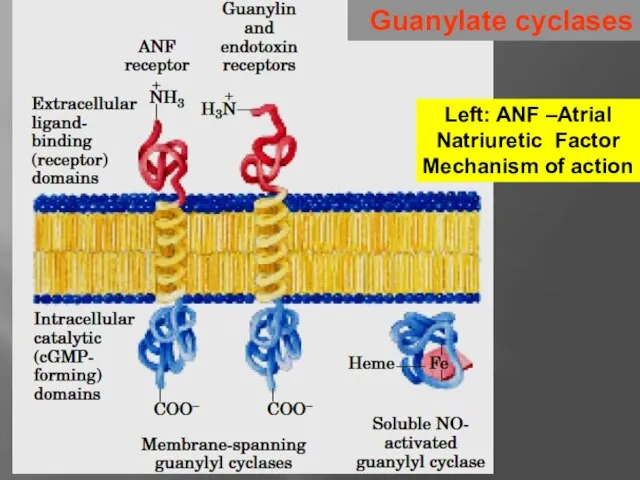 Guanylate cyclases Left: ANF –Atrial Natriuretic Factor Mechanism of action