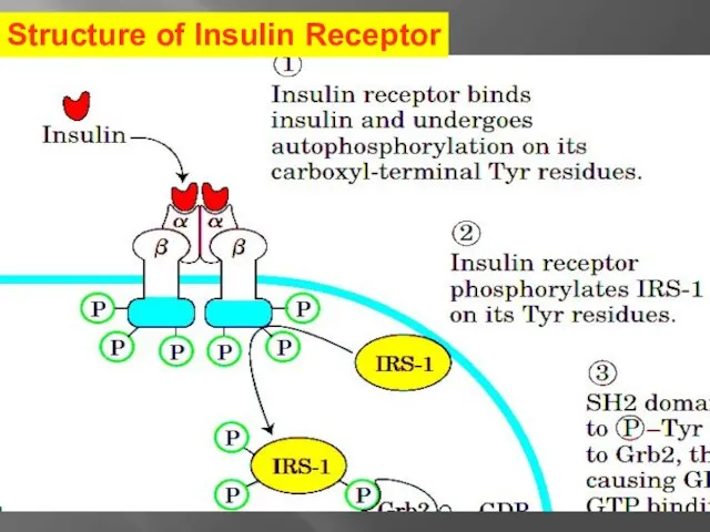 Structure of Insulin Receptor