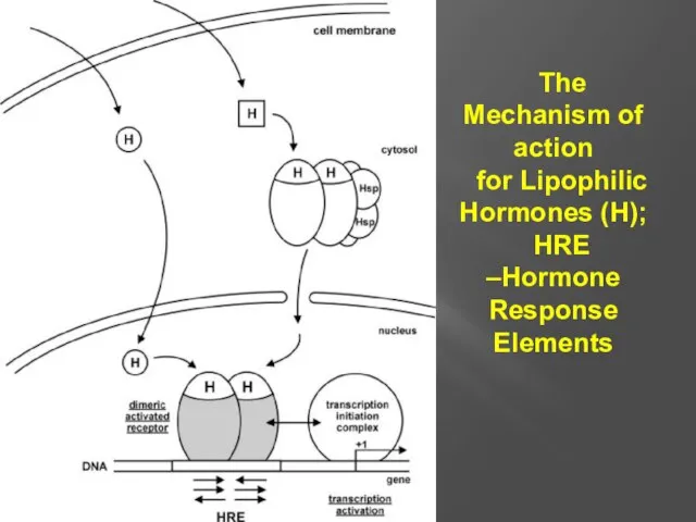 The Mechanism of action for Lipophilic Hormones (H); HRE –Hormone Response Elements