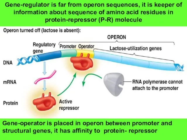 Gene-regulator is far from operon sequences, it is keeper of information about