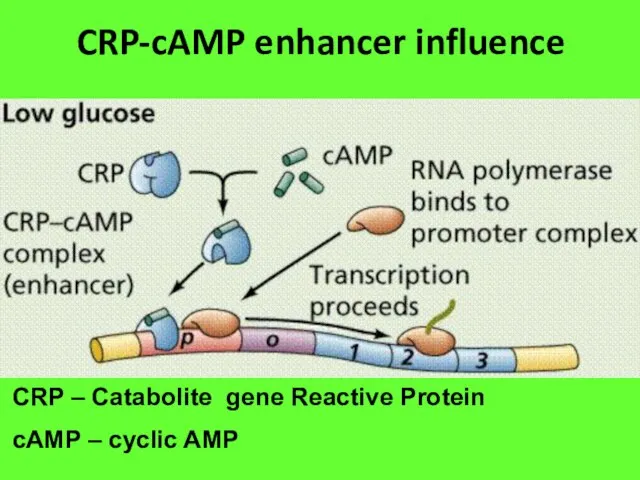 CRP-cAMP enhancer influence CRP – Catabolite gene Reactive Protein cAMP – cyclic AMP