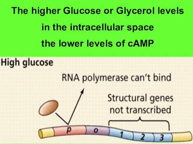 The higher Glucose or Glycerol levels in the intracellular space the lower levels of cAMP