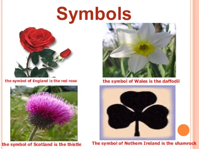 the symbol of England is the red rose the symbol of Wales
