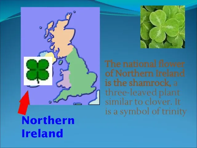 The national flower of Northern Ireland is the shamrock, a three-leaved plant