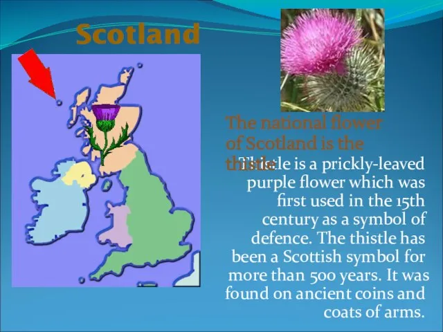 Thistle is a prickly-leaved purple flower which was first used in the