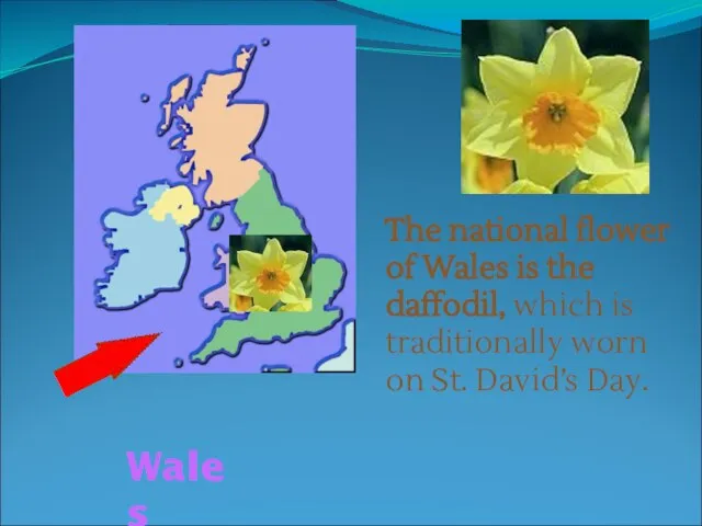 The national flower of Wales is the daffodil, which is traditionally worn