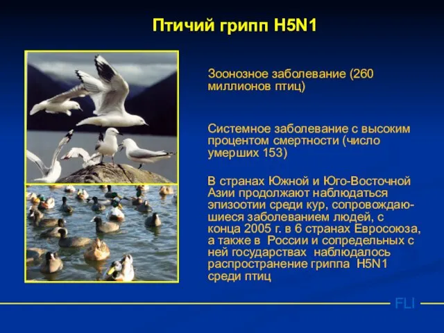 FLI Птичий грипп Н5N1 Зоонозное заболевание (260 миллионов птиц) Системное заболевание с