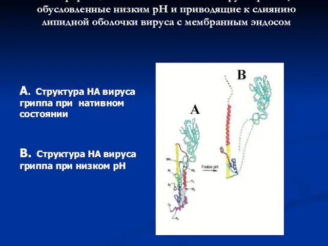 Конформационные изменения НА вируса гриппа, обусловленные низким рН и приводящие к слиянию