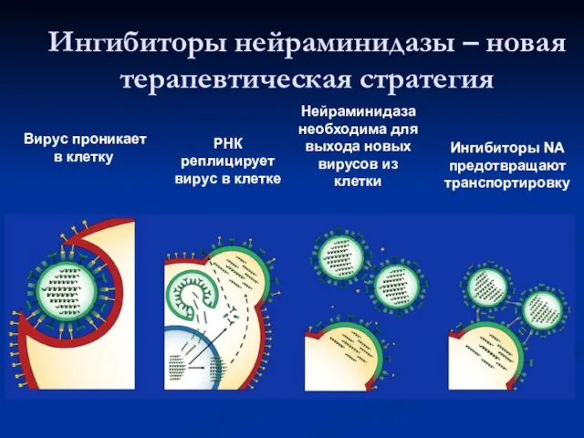 Вирус проникает в клетку Ингибиторы NA предотвращают транспортировку Нейраминидаза необходима для выхода