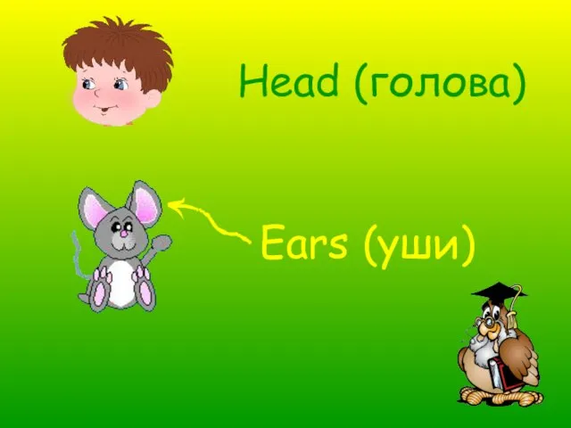 Head (голова) Ears (уши)