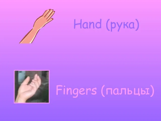 Hand (рука) Fingers (пальцы)