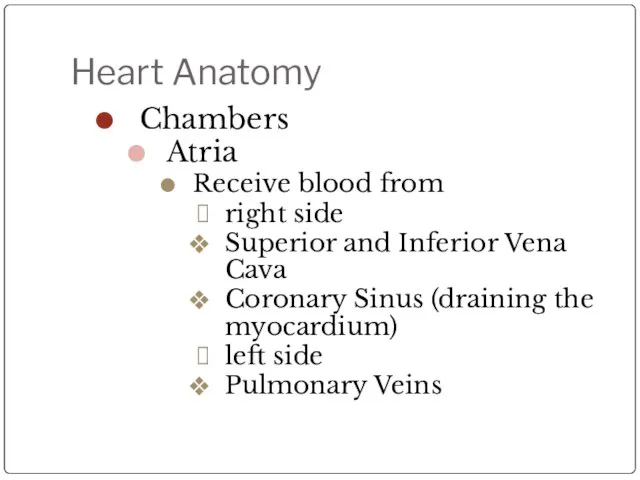 Heart Anatomy Chambers Atria Receive blood from right side Superior and Inferior