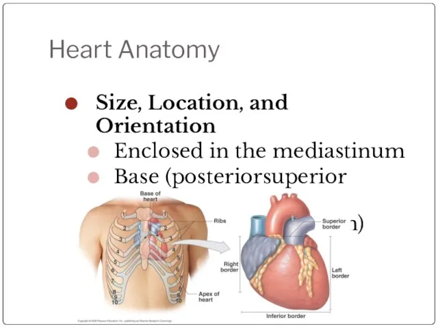 Heart Anatomy Size, Location, and Orientation Enclosed in the mediastinum Base (posteriorsuperior