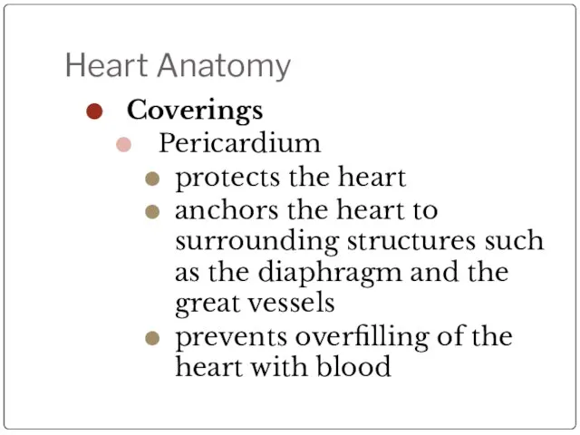 Heart Anatomy Coverings Pericardium protects the heart anchors the heart to surrounding