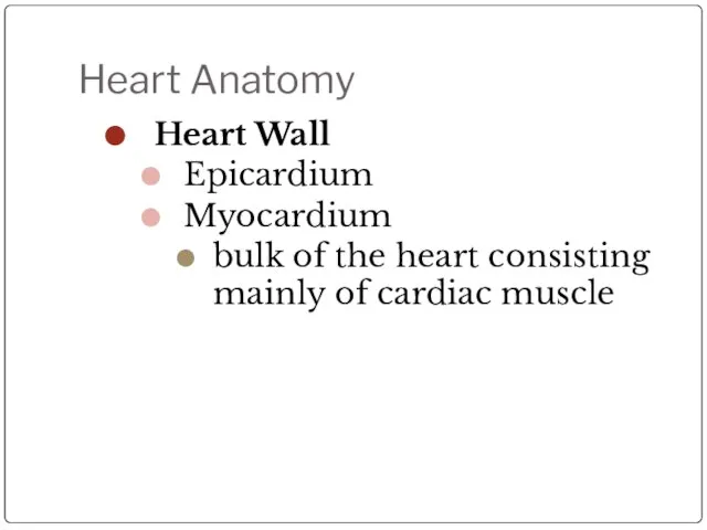 Heart Anatomy Heart Wall Epicardium Myocardium bulk of the heart consisting mainly of cardiac muscle