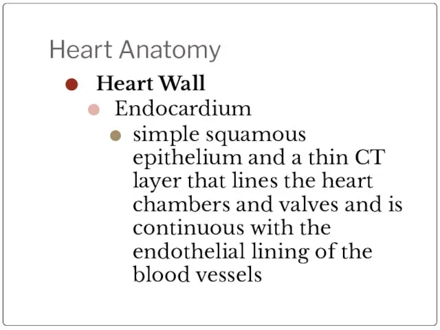 Heart Anatomy Heart Wall Endocardium simple squamous epithelium and a thin CT