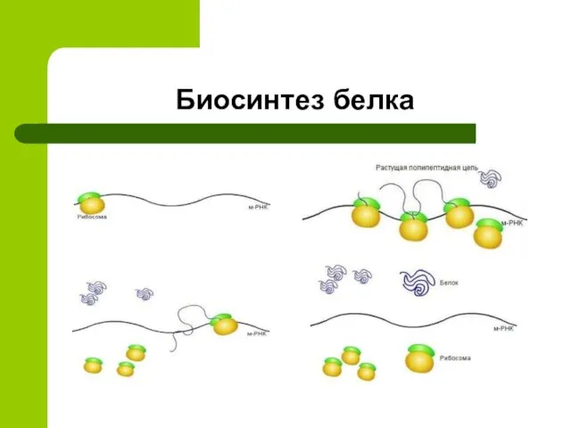 Биосинтез белка