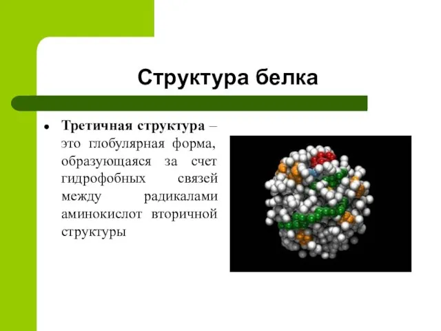 Структура белка Третичная структура – это глобулярная форма, образующаяся за счет гидрофобных