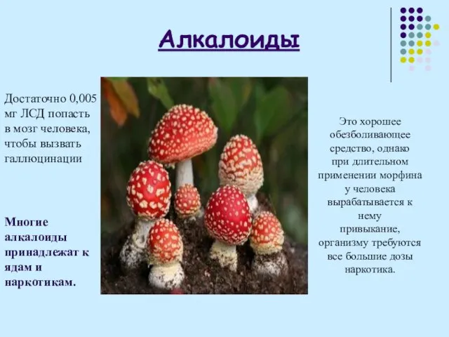 Алкалоиды Достаточно 0,005 мг ЛСД попасть в мозг человека, чтобы вызвать галлюцинации