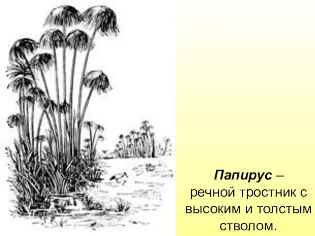 Папирус – речной тростник с высоким и толстым стволом.