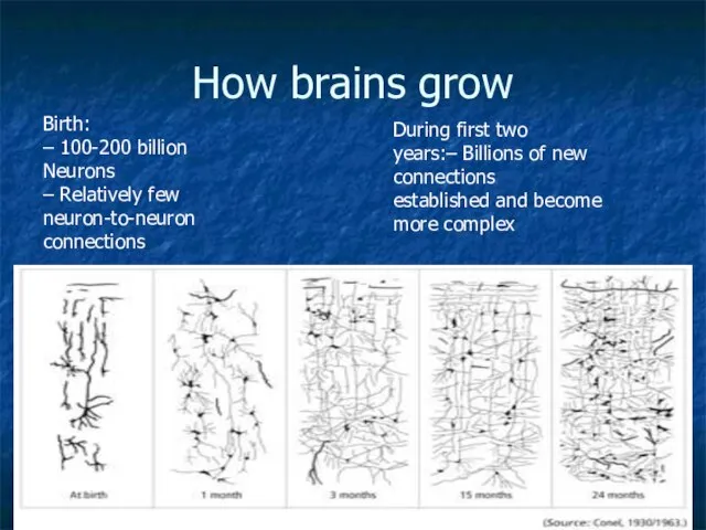 How brains grow Birth: – 100-200 billion Neurons – Relatively few neuron-to-neuron