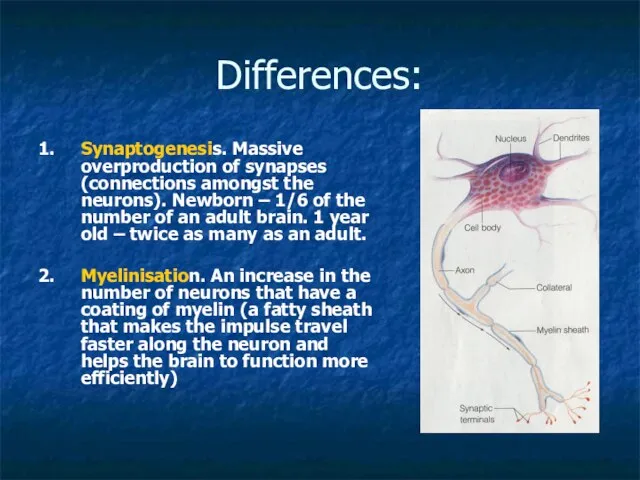 Differences: 1. Synaptogenesis. Massive overproduction of synapses (connections amongst the neurons). Newborn