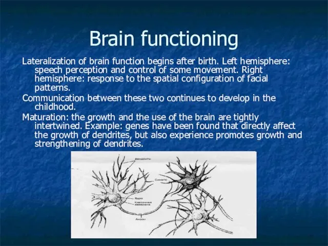 Brain functioning Lateralization of brain function begins after birth. Left hemisphere: speech