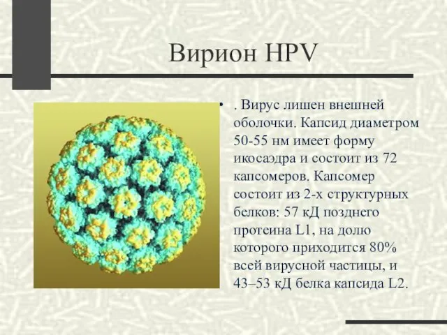 Вирион HPV . Вирус лишен внешней оболочки. Капсид диаметром 50-55 нм имеет