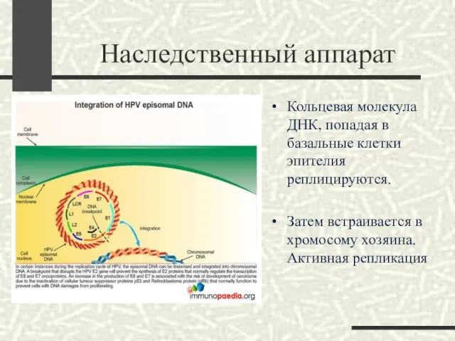 Наследственный аппарат Кольцевая молекула ДНК, попадая в базальные клетки эпителия реплицируются. Затем