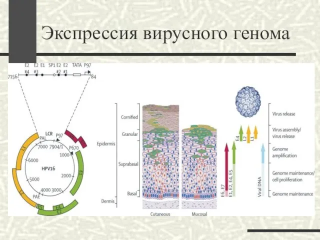 Экспрессия вирусного генома