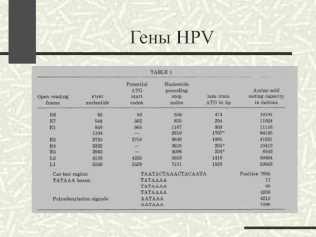 Гены HPV