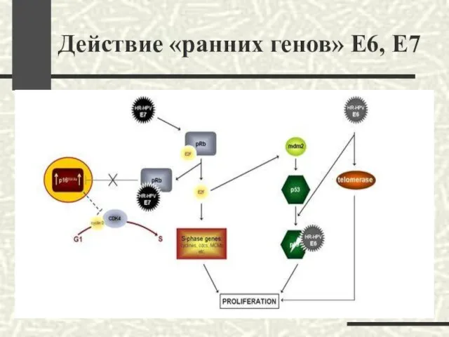 Действие «ранних генов» Е6, Е7