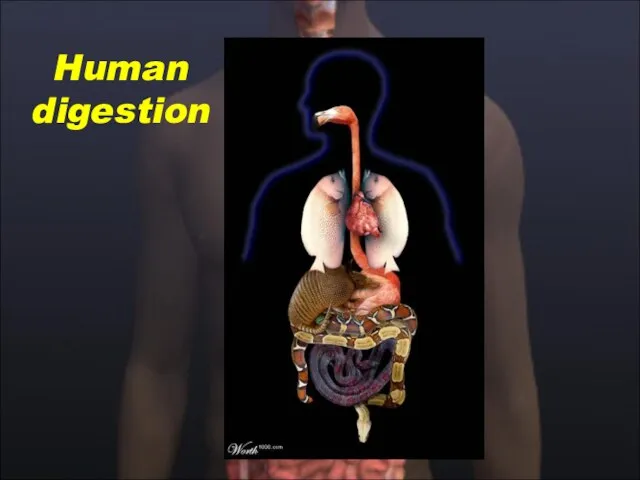 Human digestion